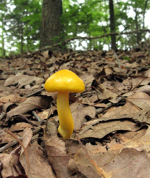 Little Yellow Mushroom