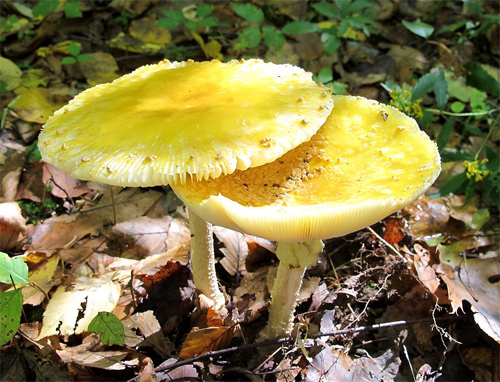 Yellow Mushrooms