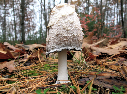 Shaggy Mane Mushroom