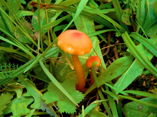 red mushroom couple