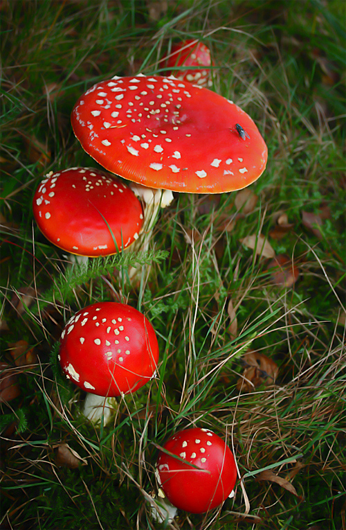 Forest Snack