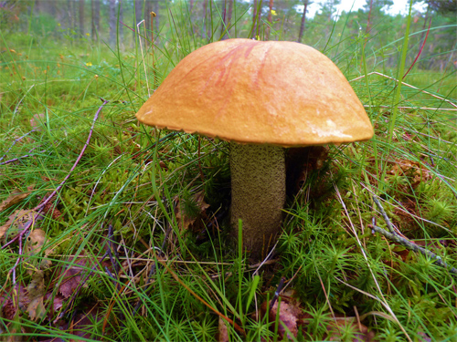 Mushroom