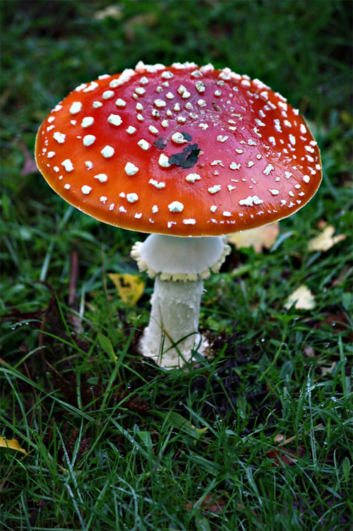 Mushroom