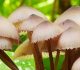 Collection of Lovely Mushroom Pictures