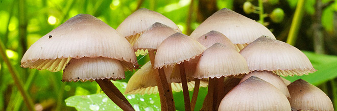 Collection of Lovely Mushroom Pictures