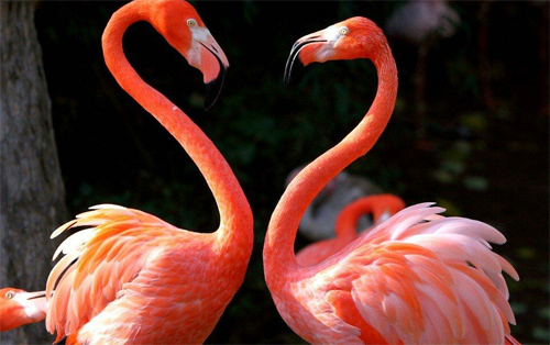 Flamingo Love