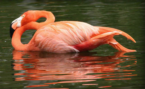 Flamingo reflection