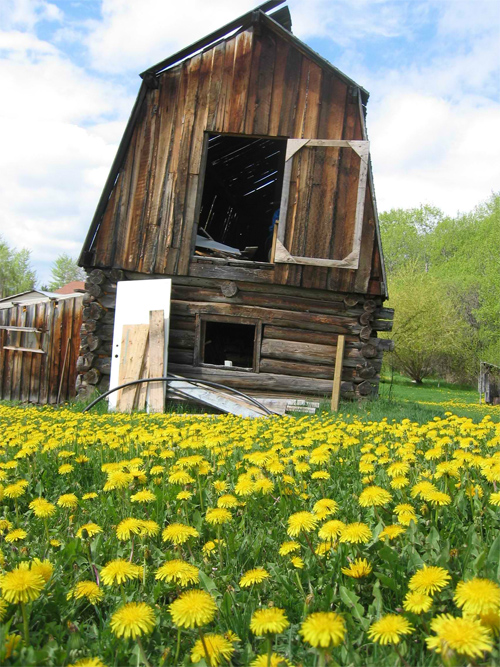 Dandelion and Barn