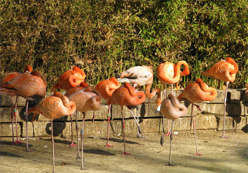 Flamingo Birds