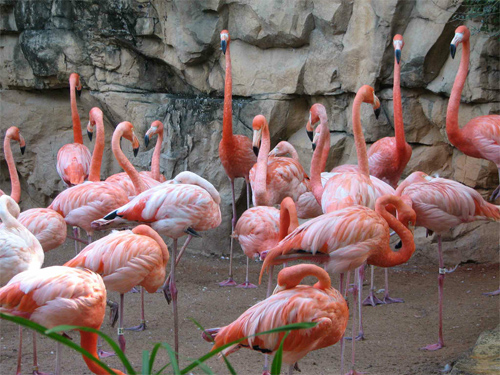 Flamingo Gathering