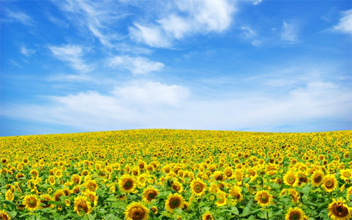 Sunflower field Wallpaper
