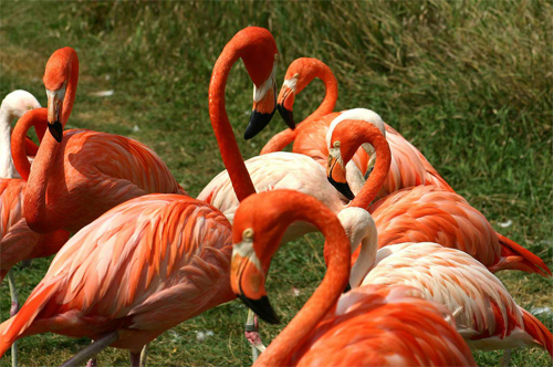 flamingos_6817