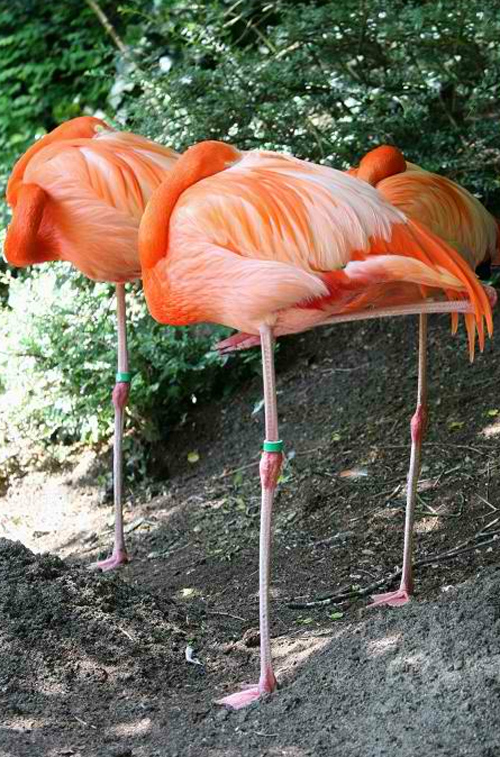 Flamingo Graces