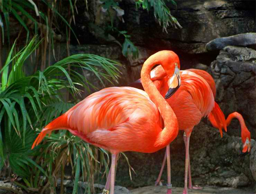 Flamingos at Audubon Zoo