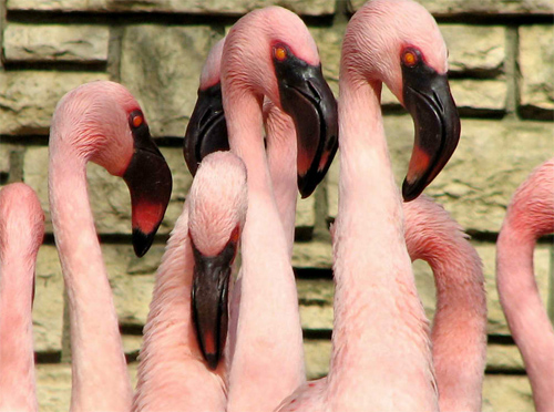 Flamingo Watch