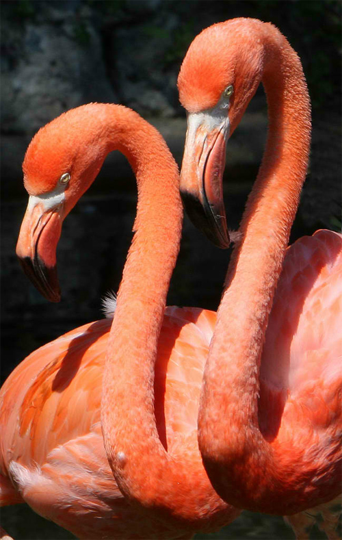 Flamingo pair