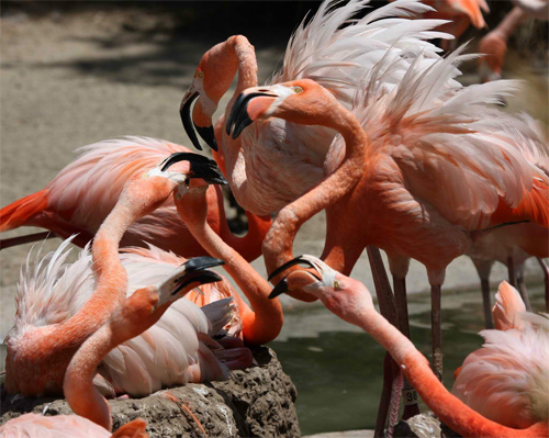 Flamingo Gossip