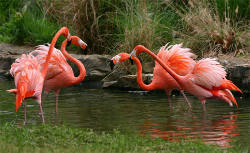 Flamingo Foursome