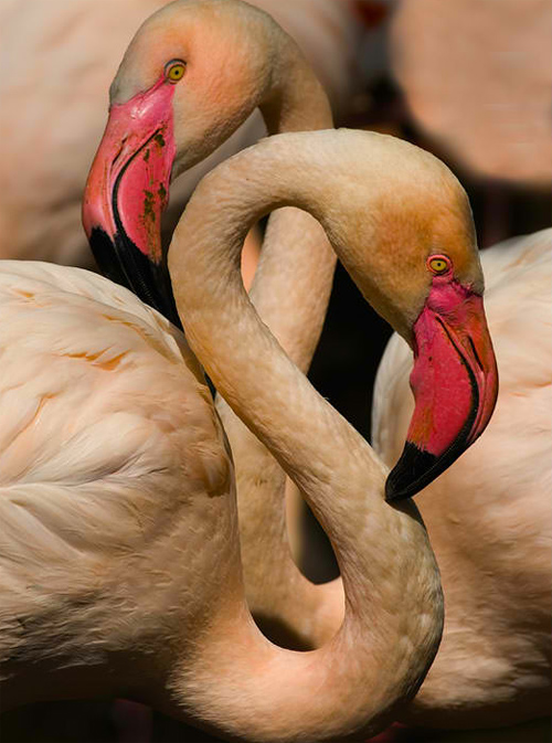 Flamingo Pair