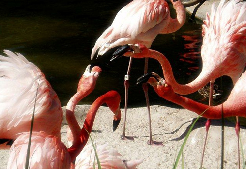 Flamingo Disagreement