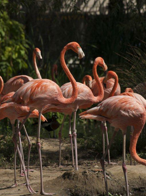 Flamingo's feeding