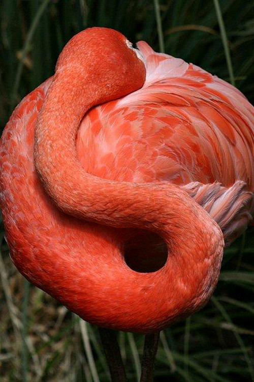 Flamingo