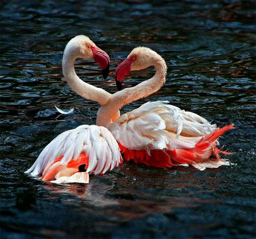 flamingo heart