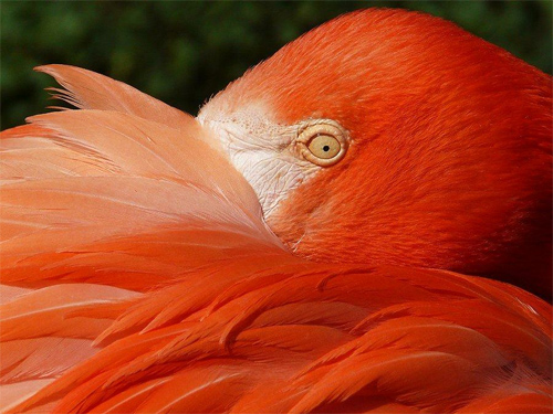 Flamingo Aflame