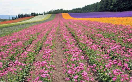 Pink field of flowers Wallpaper