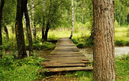 Bridge through the Forest