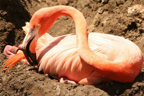 Nesting Flamingo
