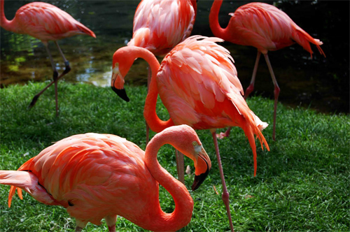 Flamingo's