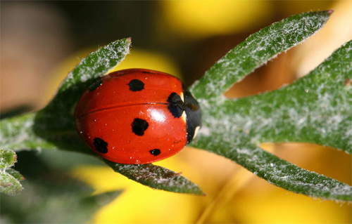 Ladybug in Green