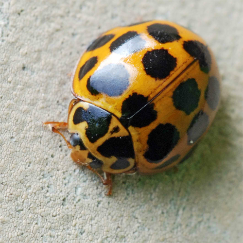 Another ladybug