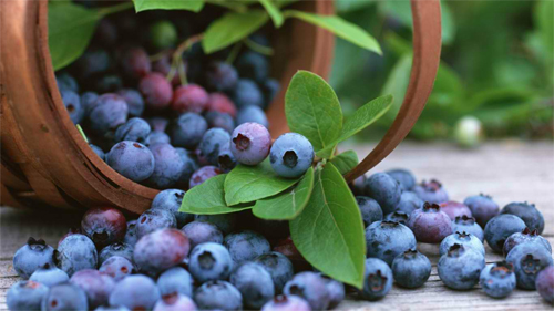 Basket with Blueberries