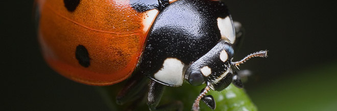 35 Vibrant Ladybug Pictures for your Inspiration