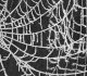 A Collection of Free Spider Web Brushes