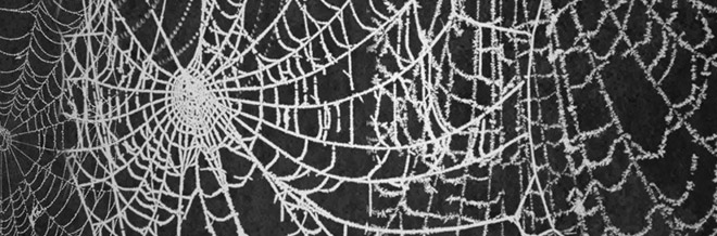 A Collection of Free Spider Web Brushes