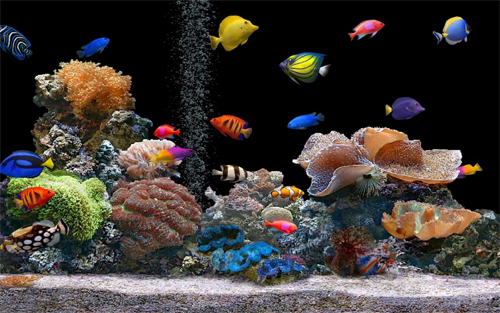 Aquarium wallpapers