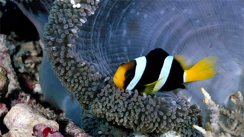 Exotic Reef Beauty wallpaper