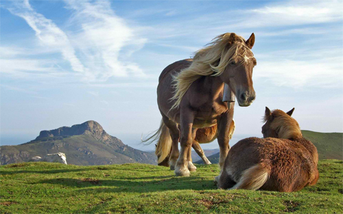 Two horses wallpapers
