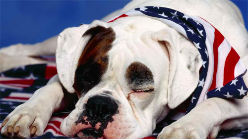 USA lover dog wallpaper