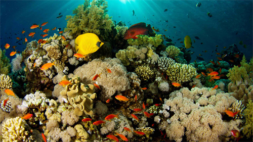 Underwater Beauty wallpaper
