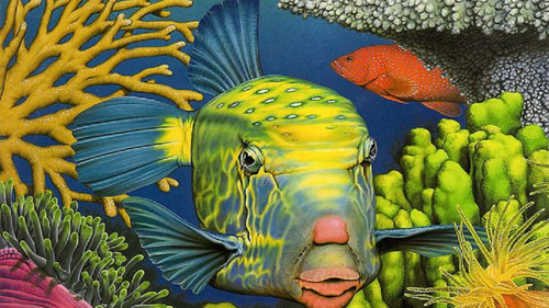 spotted boxfish wallpaper