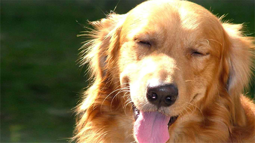 Cute Dog Yawning wallpaper