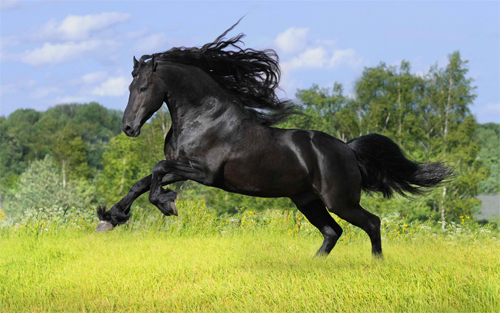 Running Black Horse Wallpaper