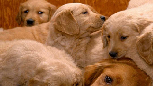 Sweet dog family Wallpaper