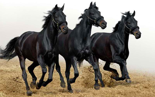 Black horse trio Wallpaper