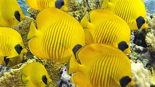 Yellow fish wallpaper