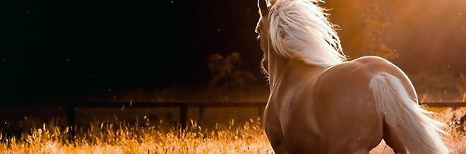 30 Examples of Magnificent Horse Wallpaper